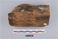 藏品(木化石)的圖片